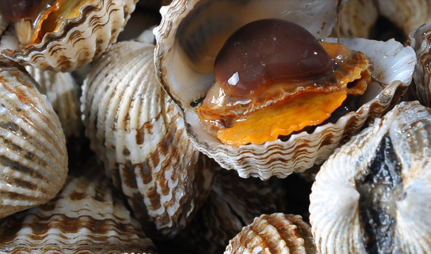 보성 참꼬막은 단백질과 비타민, 무기질, 칼슘이 풍부하며 육질이 튼실하고 쫄깃하다. 보성군 제공