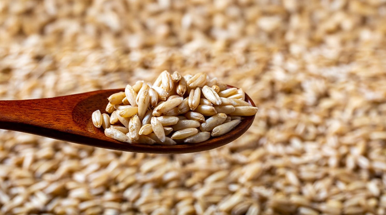 강진 쌀귀리는 단백질이 많고 아미노산이 풍부하다. 강진군 제공