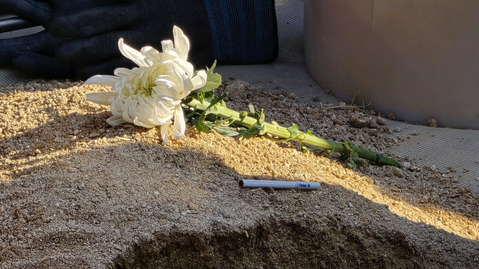 고 이해찬 전 총리 안장식이 열린 세종시 산울동 은하수공원에 애연가였던 고인을 위해 담배 한 개피와 국화가 놓여 있다. 뉴스1