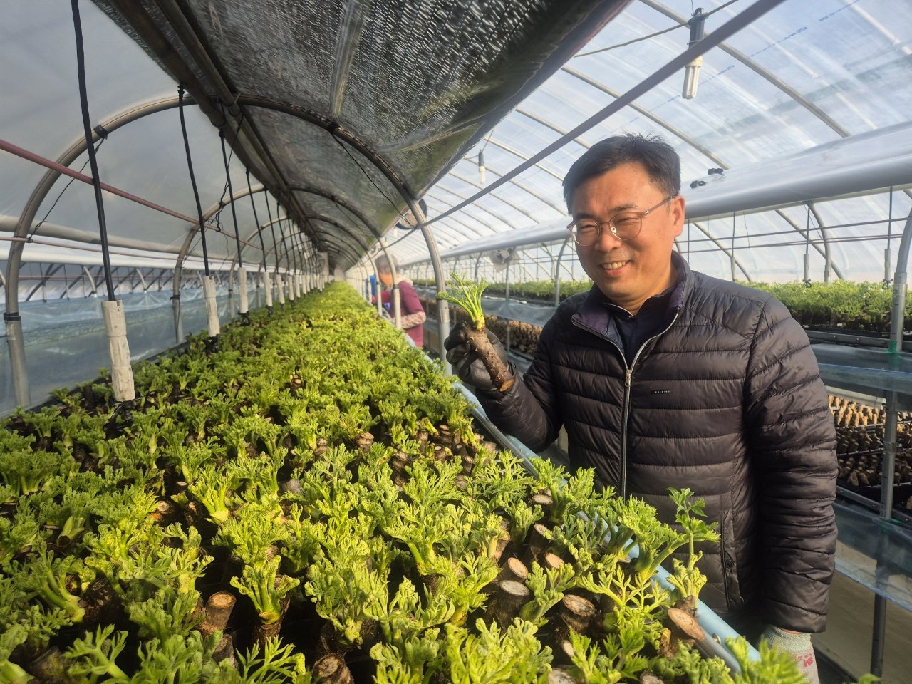 봄나물 두릅 겨울에도 맛본다