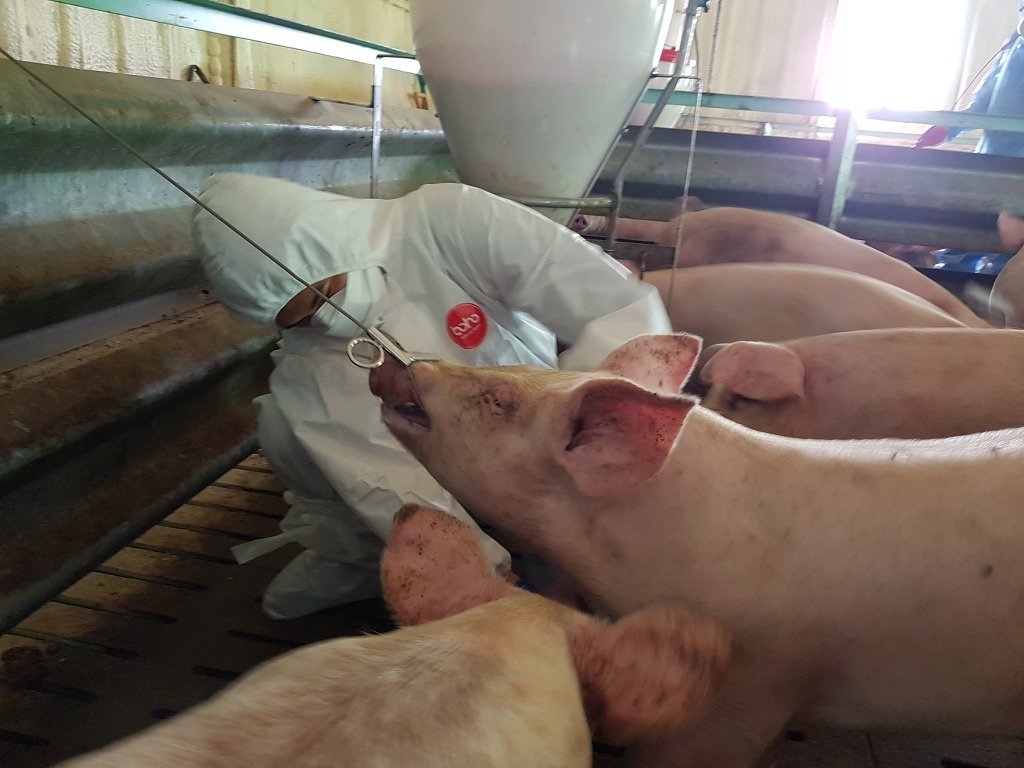 경남 창녕 양돈농장서 ASF 발생…정부, 긴급방역 조치