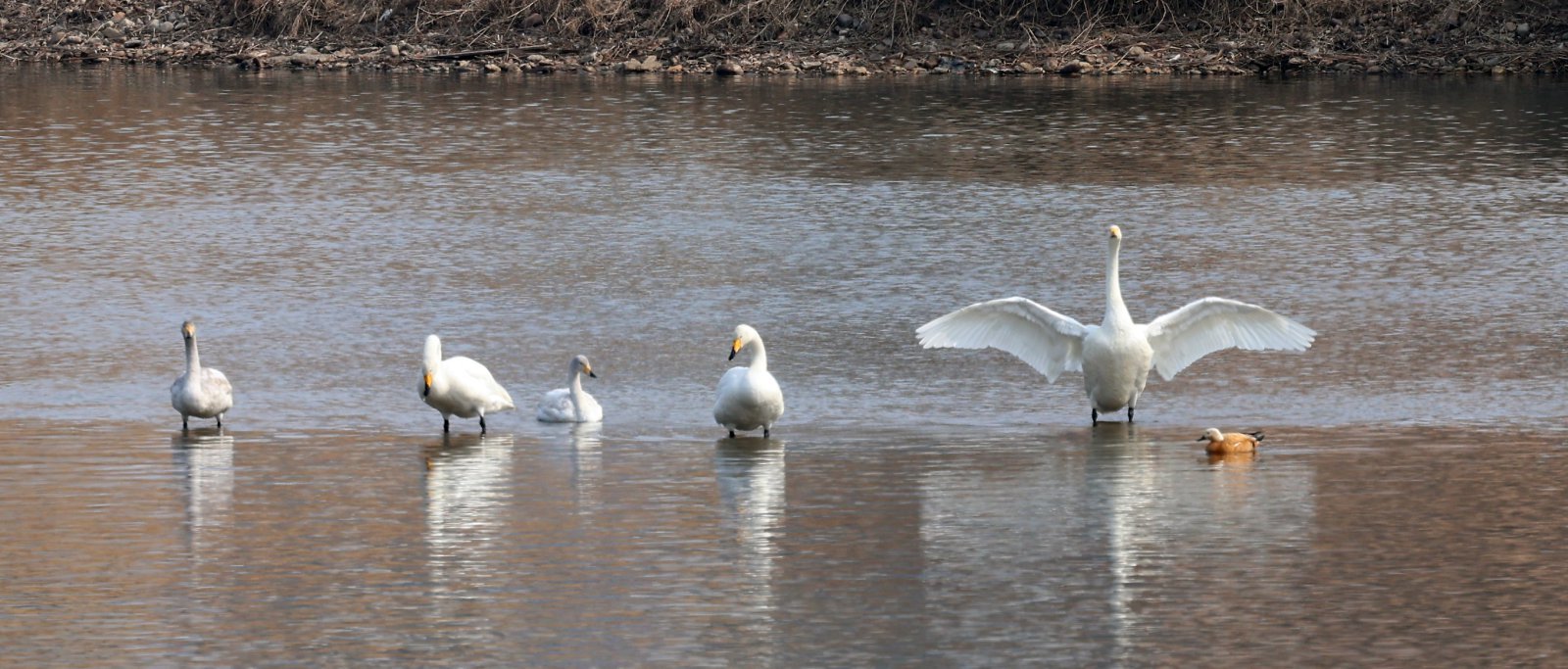 봄의 문턱에 들어선다는 입춘인 4일 세종시를 관통하는 금강에 날아든 큰고니들이 날개를 펼치며 봄을 맞이하고 있다. 2026.02.04 세종=뉴시스
