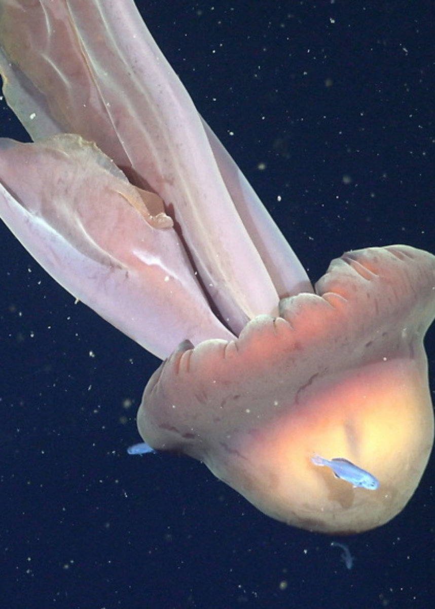 아르헨티나 해역 수심 250미터 지점에서 포착된 거대 유령 해파리(Stygiomedusa gigantea)의 모습. 사진=슈미트 해양연구소