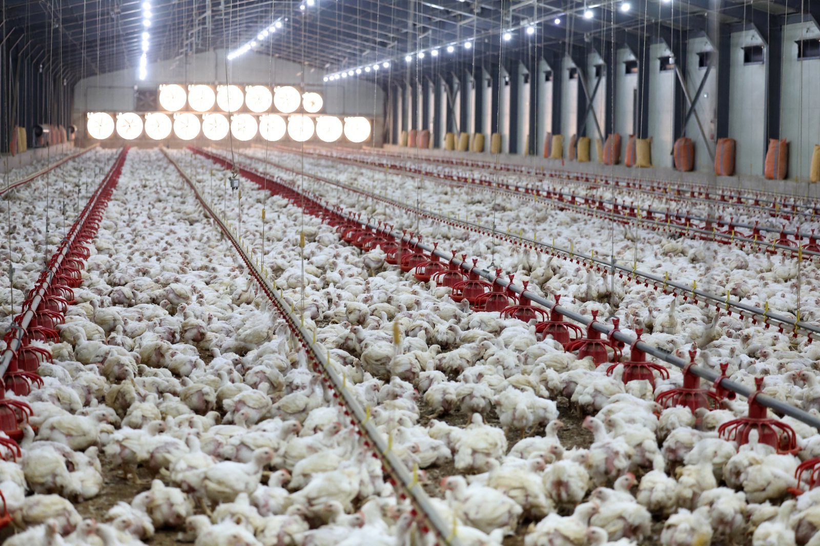 전남의 한 양계장 모습.ⓒ News1