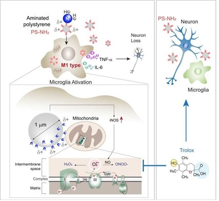 아민기가 노출된 폴리스티렌 미세플라스틱(PS-NH2)이 미세아교세포에서 세포독성과 염증 반응을 유도하며, 미토콘드리아 슈퍼옥사이드(superoxide) 생성을 통해 산화스트레스를 증가시키는 기전 및 트롤록스(Trolox) 처리에 따른 신경독성 완화 효과 개념도. 가톨릭중앙의료원 제공
