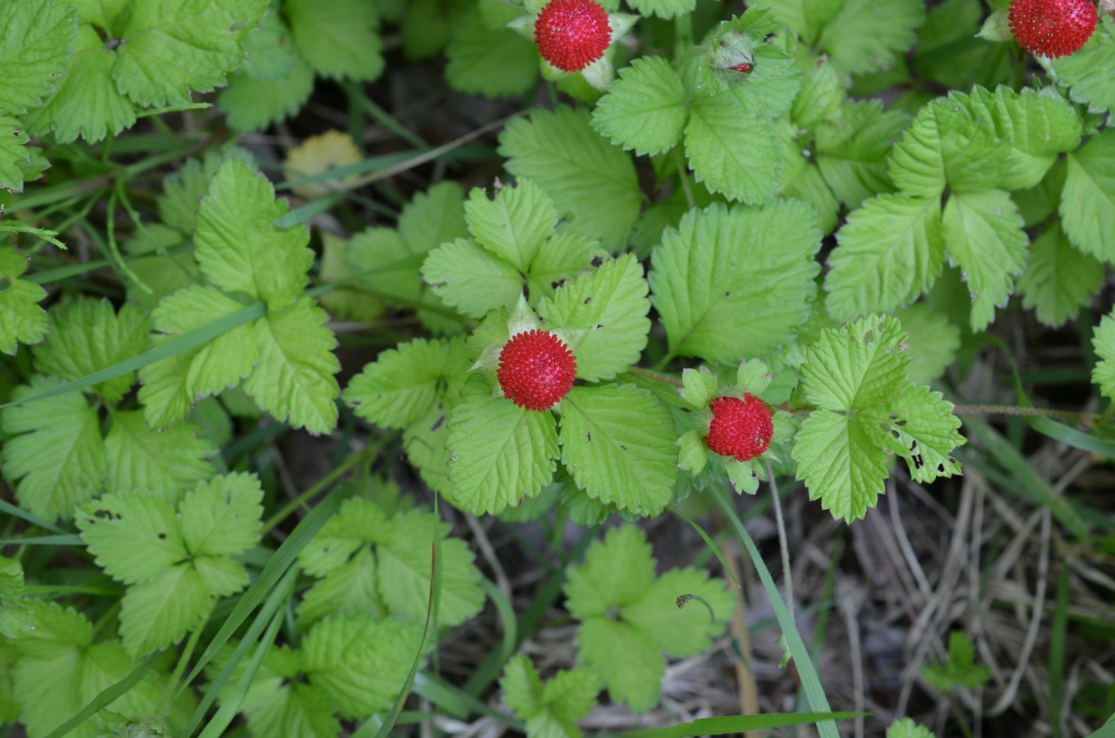 뱀딸기. 국립생물자원관 제공