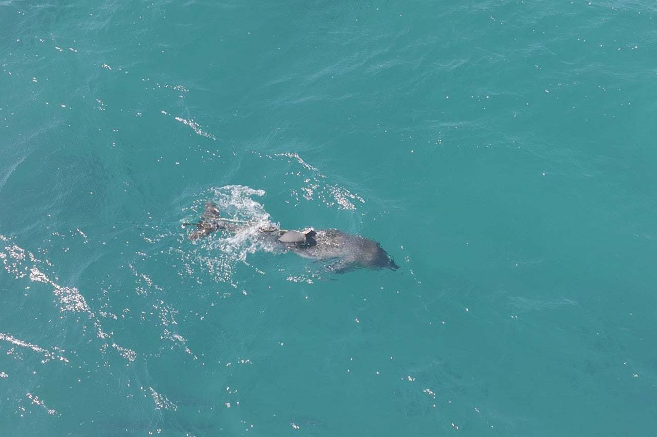 폐어구에 지느러미가 잘린 남방큰돌고래. 다큐제주 제공