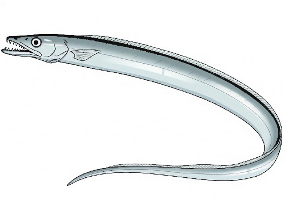 국내산 갈치와 수입 갈치[김창일의 갯마을 탐구]〈141〉