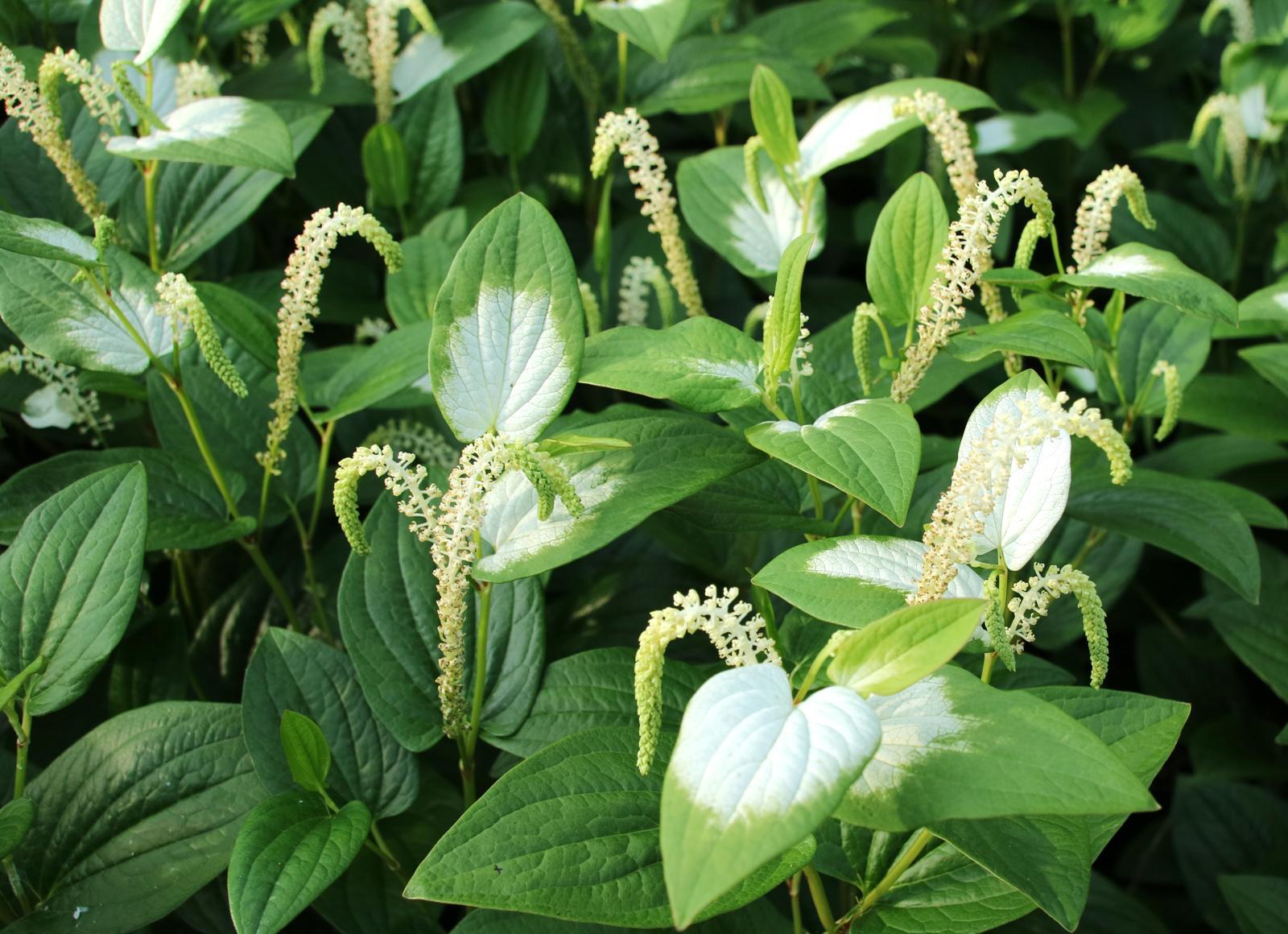 삼백초에는 항염증 성분이 풍부해 코점막 부종을 억제하고 집먼지진드기 등 알레르기 반응도 줄인다. 셔터스톡