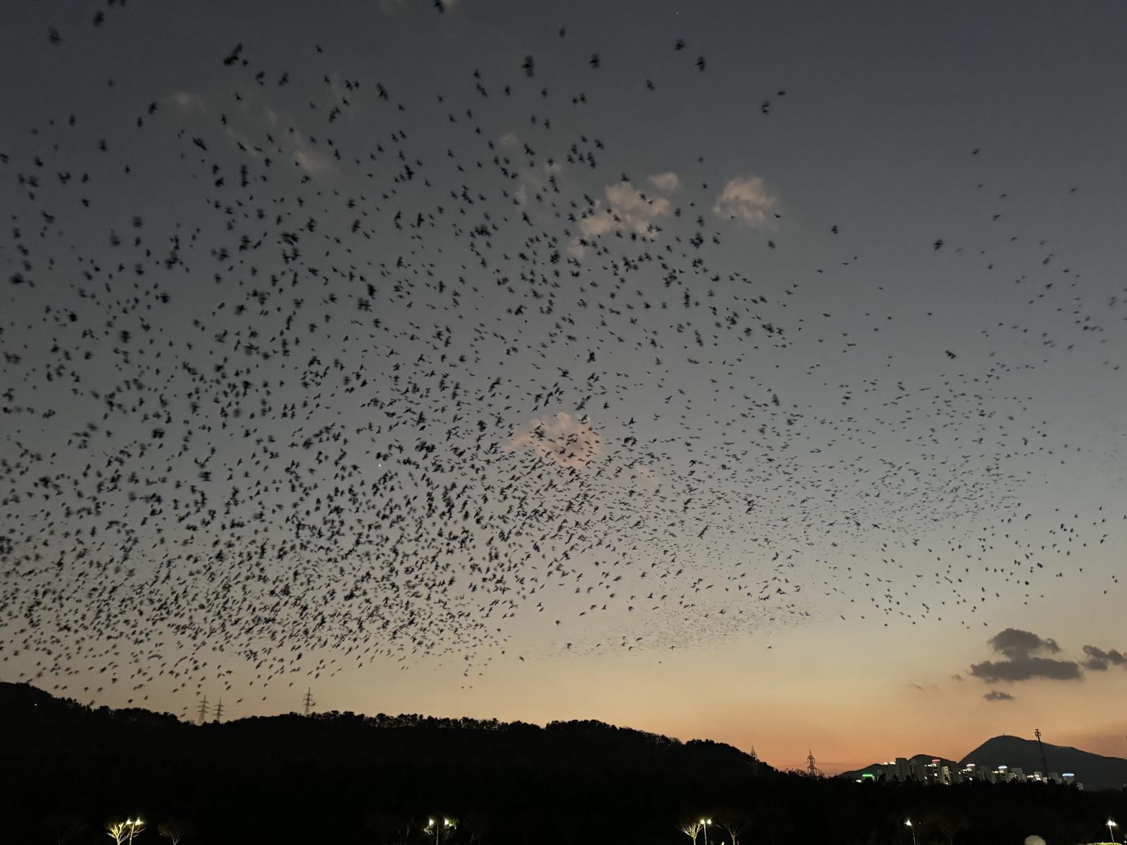 울산을 찾은 떼까마귀 수만 마리가 태화강 노을을 배경으로 화려한 군무를 펼치고 있다. ⓒ 뉴스1