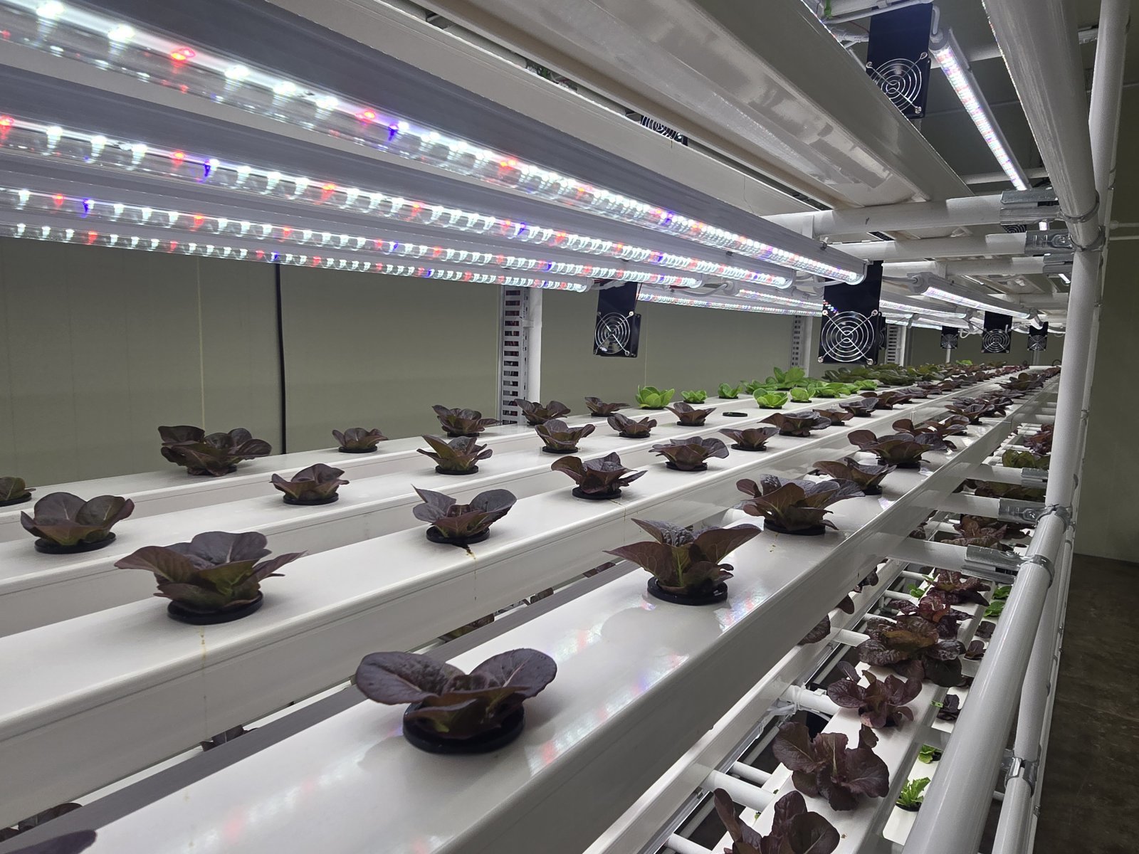 수경·LED 기반 실내 수직 스마트팜 연구실.
권농종묘㈜ 제공