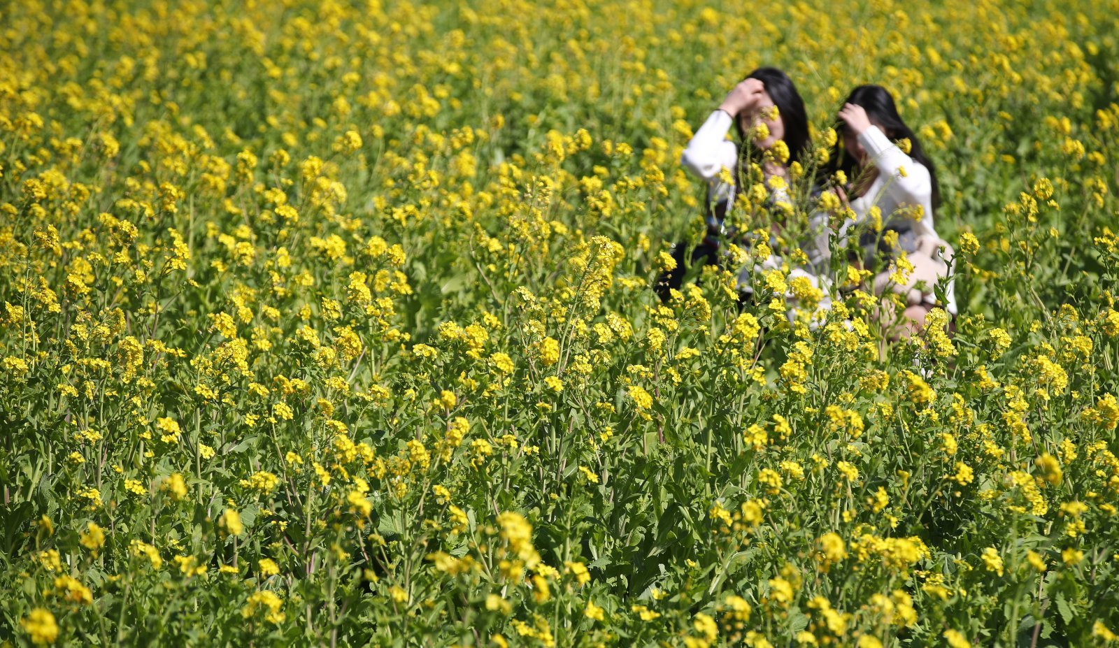 기온이 올라 포근한 날씨를 보인 12일 제주 서귀포시 안덕면 산방산 인근에 봄의 전령 유채꽃이 활짝 피어나 상춘객들의 시선을 사로 잡고 있다. 2026.02.12. 서귀포=뉴시스