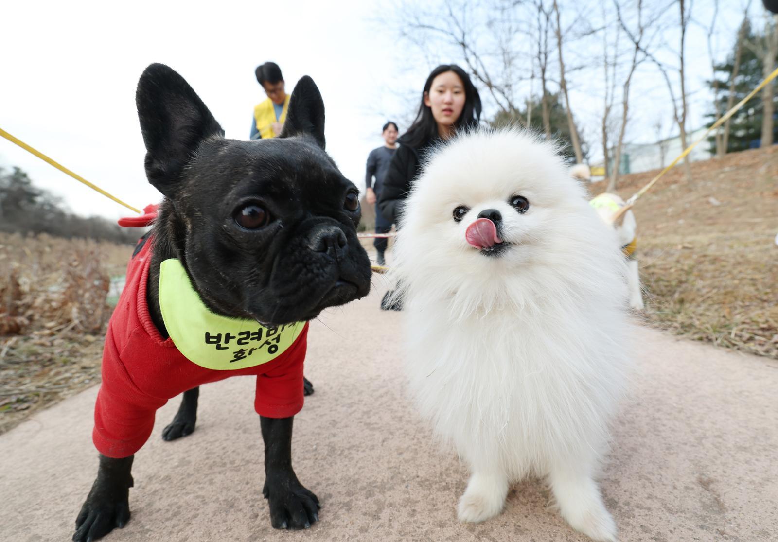 반려동물 자료사진. 2026.1.14 ⓒ 뉴스1