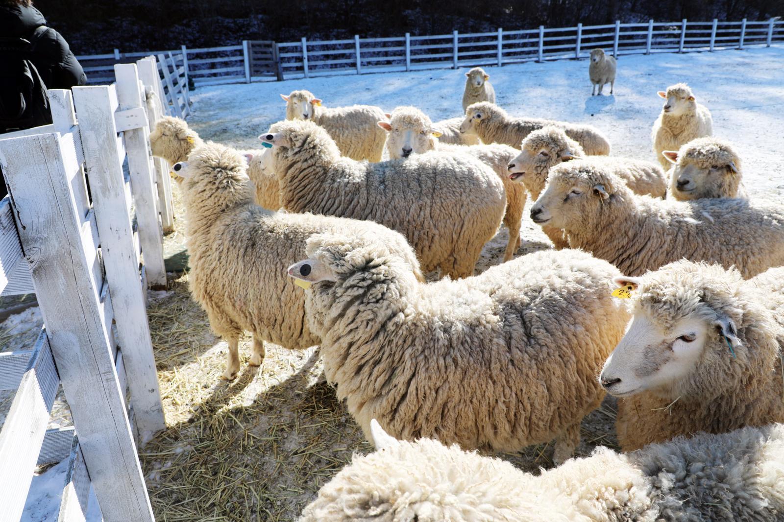 기사의 이해를 돕기 위한 자료 사진, 기사와 직접적인 관련 없습니다 / 22일 강원도 평창군 대관령면에 자리한 하늘목장의 양들이 건초를 얻어 먹으려고 모여들고 있다.2020.1.22 (평창=뉴스1