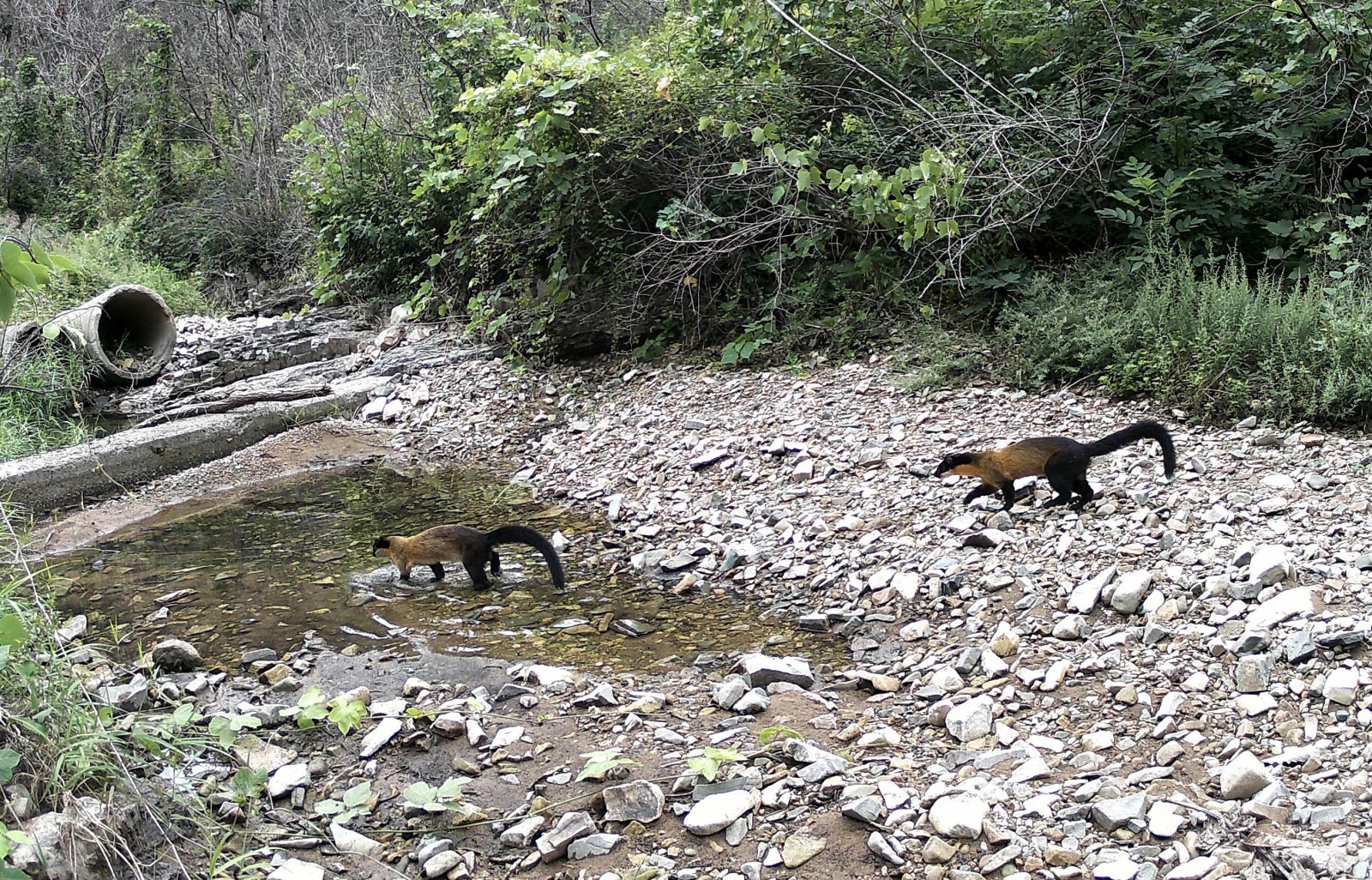 지난해 고운사 사찰림에서 발견된 담비들. 한상훈 한반도야생동물연구소장 제공