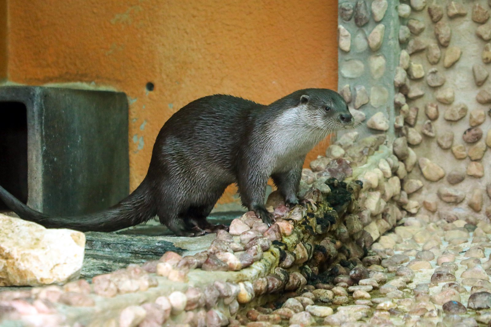 서울대공원 수달 수컷.(서울시 제공)