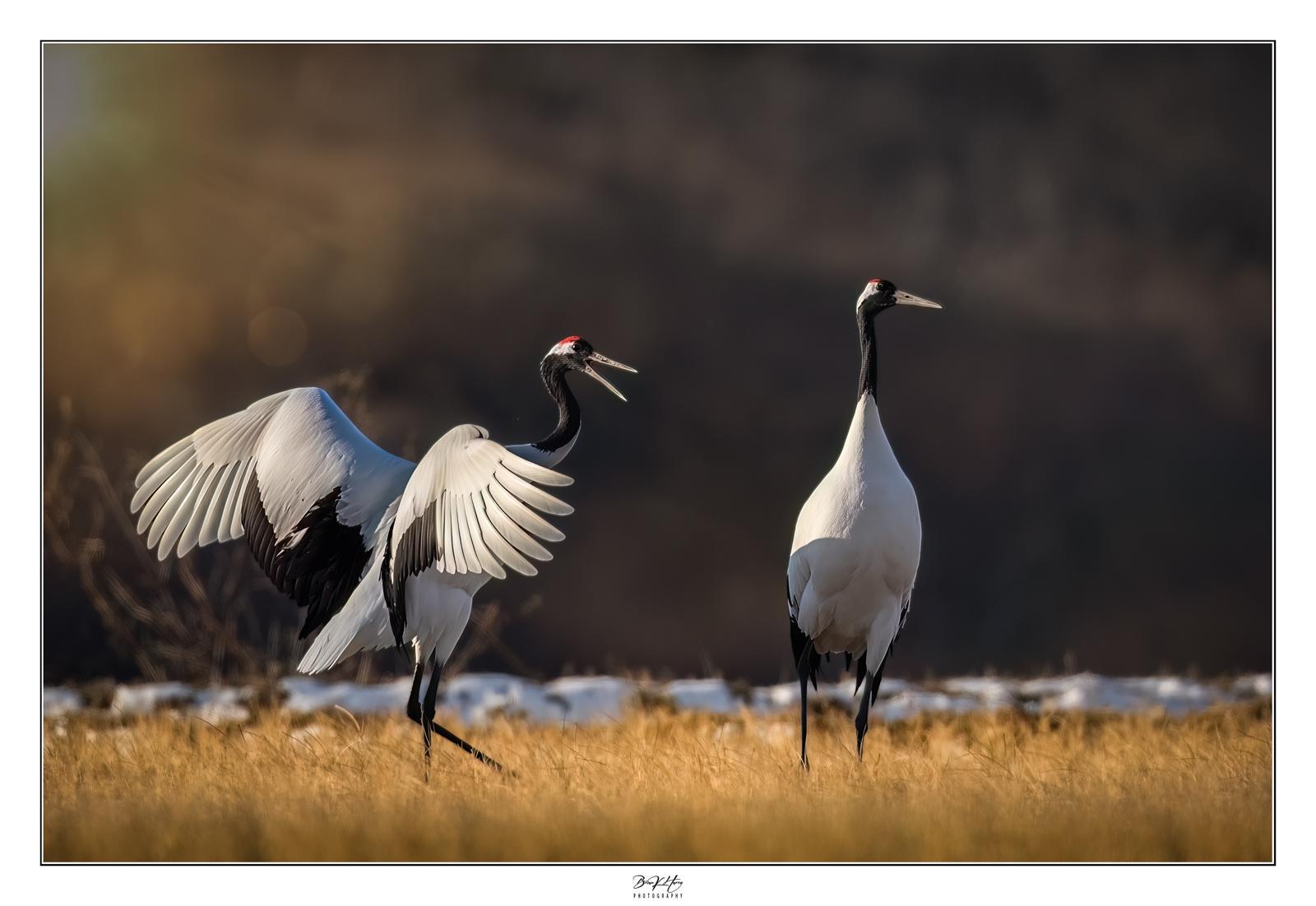 두루미 한 쌍이 짝짓기를 앞두고 구애 동작을 하고 있다. @Brian and Jumi Harris