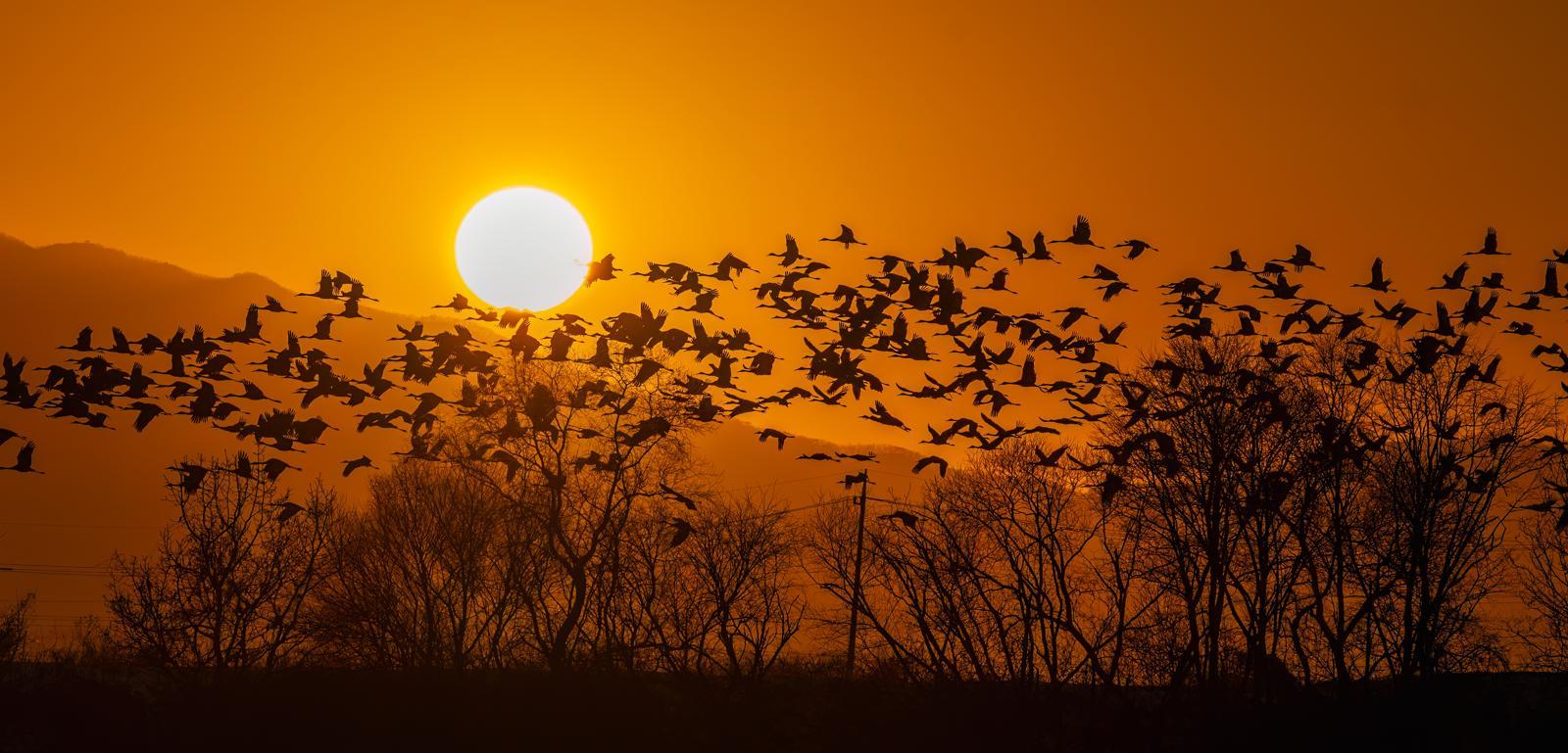강원 철원에서 두루미들이 먹이 터를 떠나 저물어가는 해 아래를 날아 안전한 둥지로 향하고 있다. @Brian and Jumi Harris