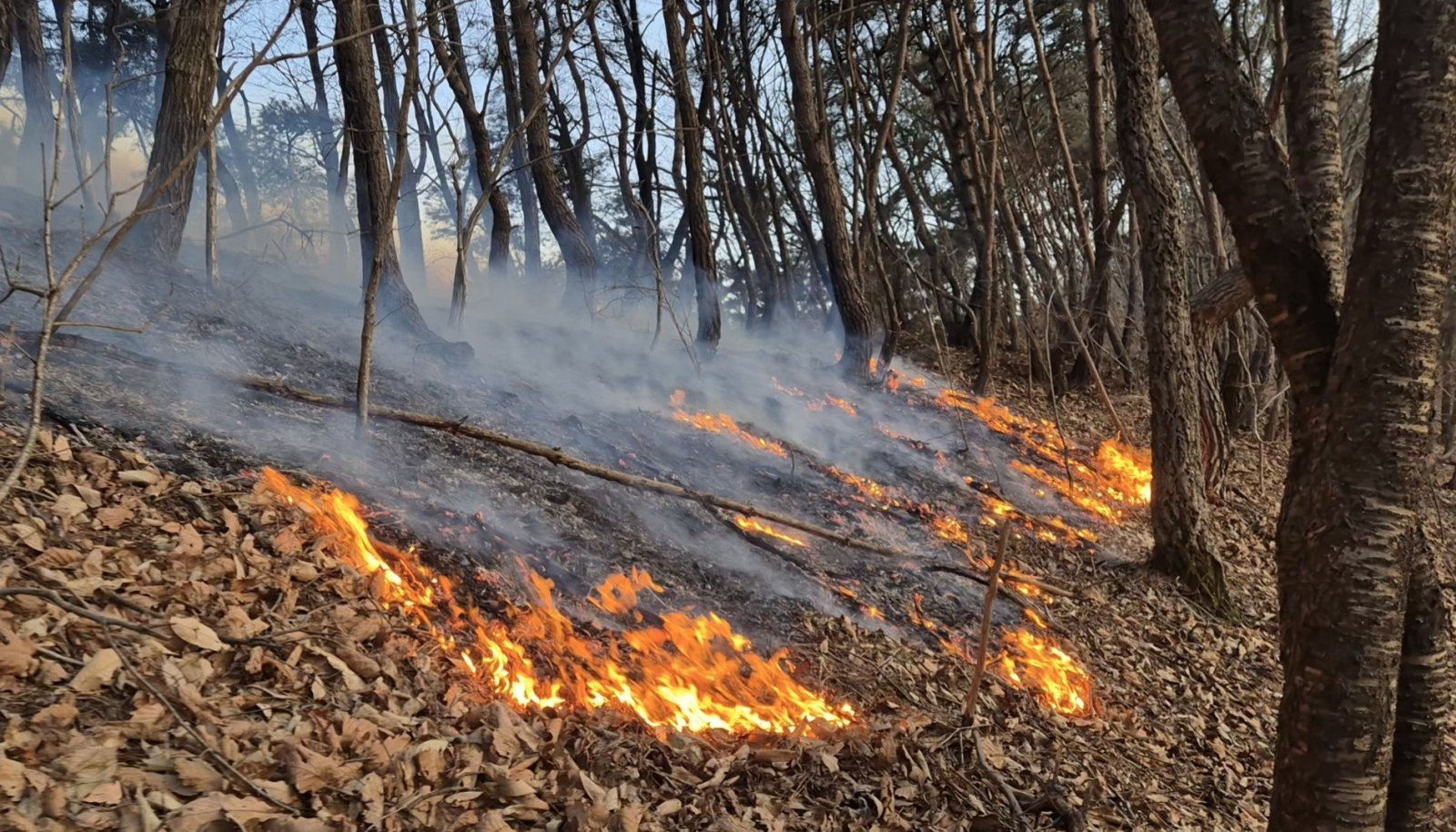 금산군 진산면 산불 현장.  (금산소방서 제공, 재판매 및 DB금지) / 뉴스1