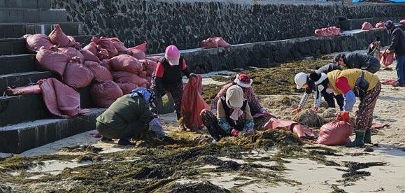 설 연휴 전인 12일 제주시 해안에서 괭생이모자반을 수거하는 모습. 제주도 제공