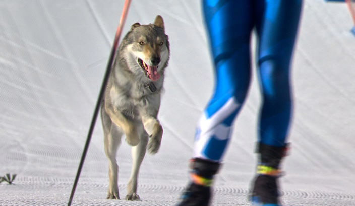 [테세로=AP/뉴시스] 18일(현지 시간) 이탈리아 테세로 크로스컨트리 스타디움에서 열린 2026 밀라노·코르티나담페초 동계올림픽 크로스컨트리 스키 여자 팀 스프린트 프리 예선 경기에 개가 난입했다. (올림픽 중계 방송사 OBS 제공 영상 속 장면)2026.02.19.