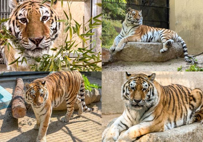 시베리아 호랑이 미호. 서울대공원