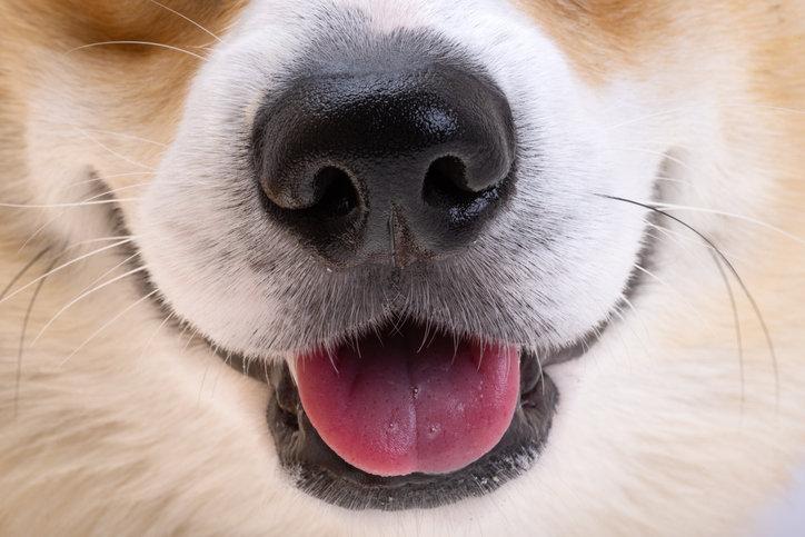 반려견에게 이미 생긴 치석은 스케일링이 필수이며, 관리 시에는 반드시 반려동물 전용 치약을 사용해야 한다. 사진=게티이미지뱅크.