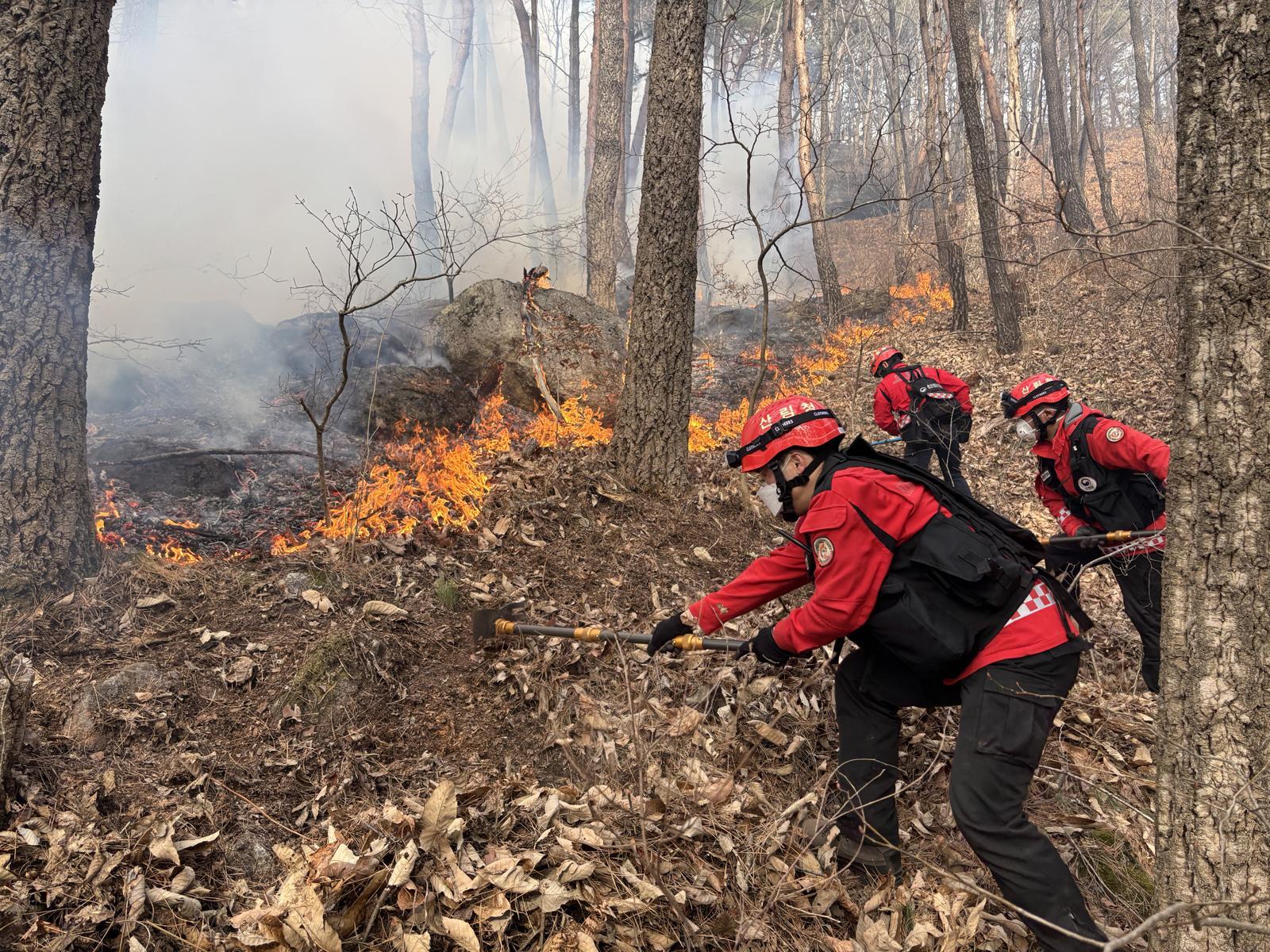 지난 21일 경남 함양군 마천면 창원리 야산에서 발생한 산불이 밤사이 꺼지지 않고 강풍을 타고 번지자 산림 당국이 진화에 나섰다. 사진은 산림청 산림재난특수진화대원이 방화선을 구축하며 산불 진화 작업에 총력을 기울이고 있는 모습. 산림청 제공