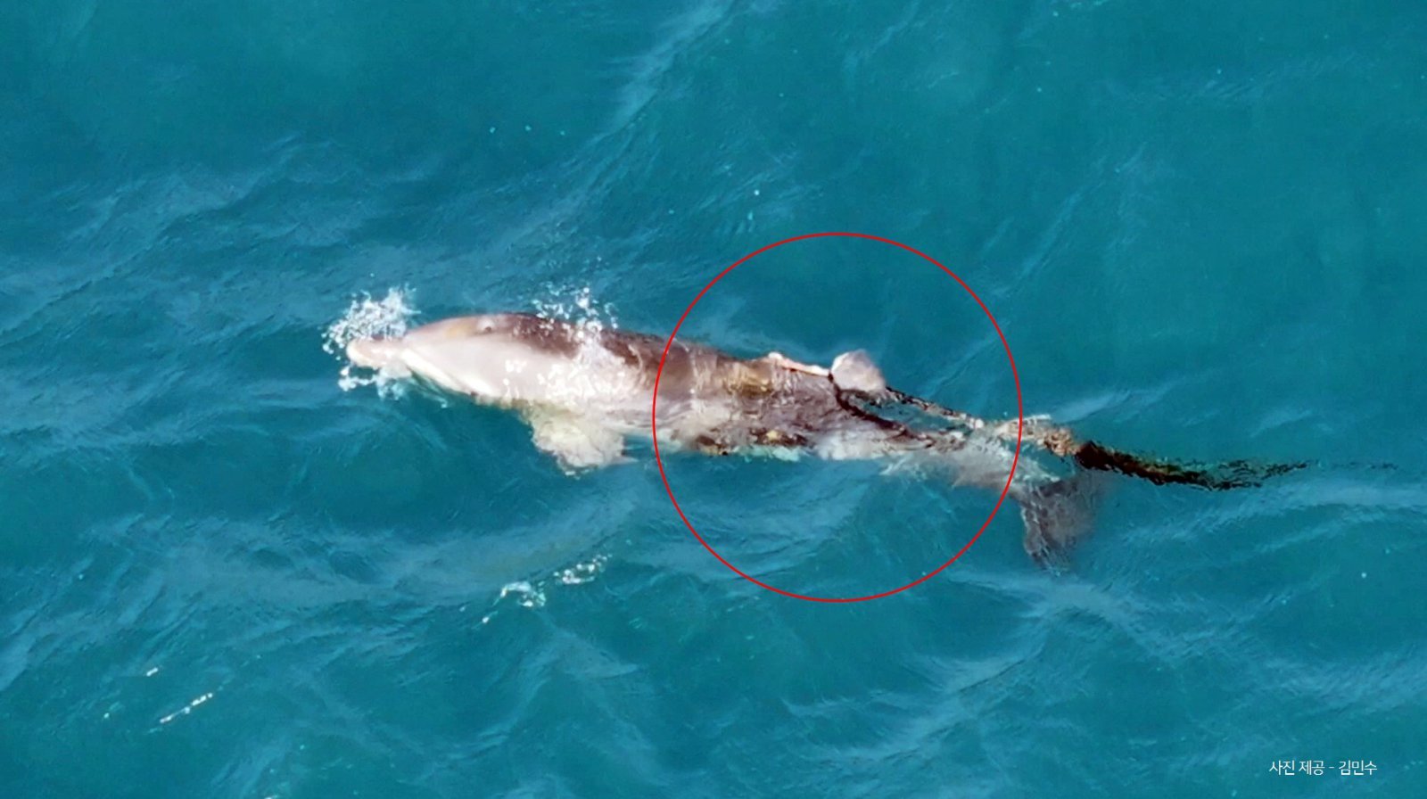 남방큰돌고래 등지느러미가 없다…“폐어구에 잘려나가”