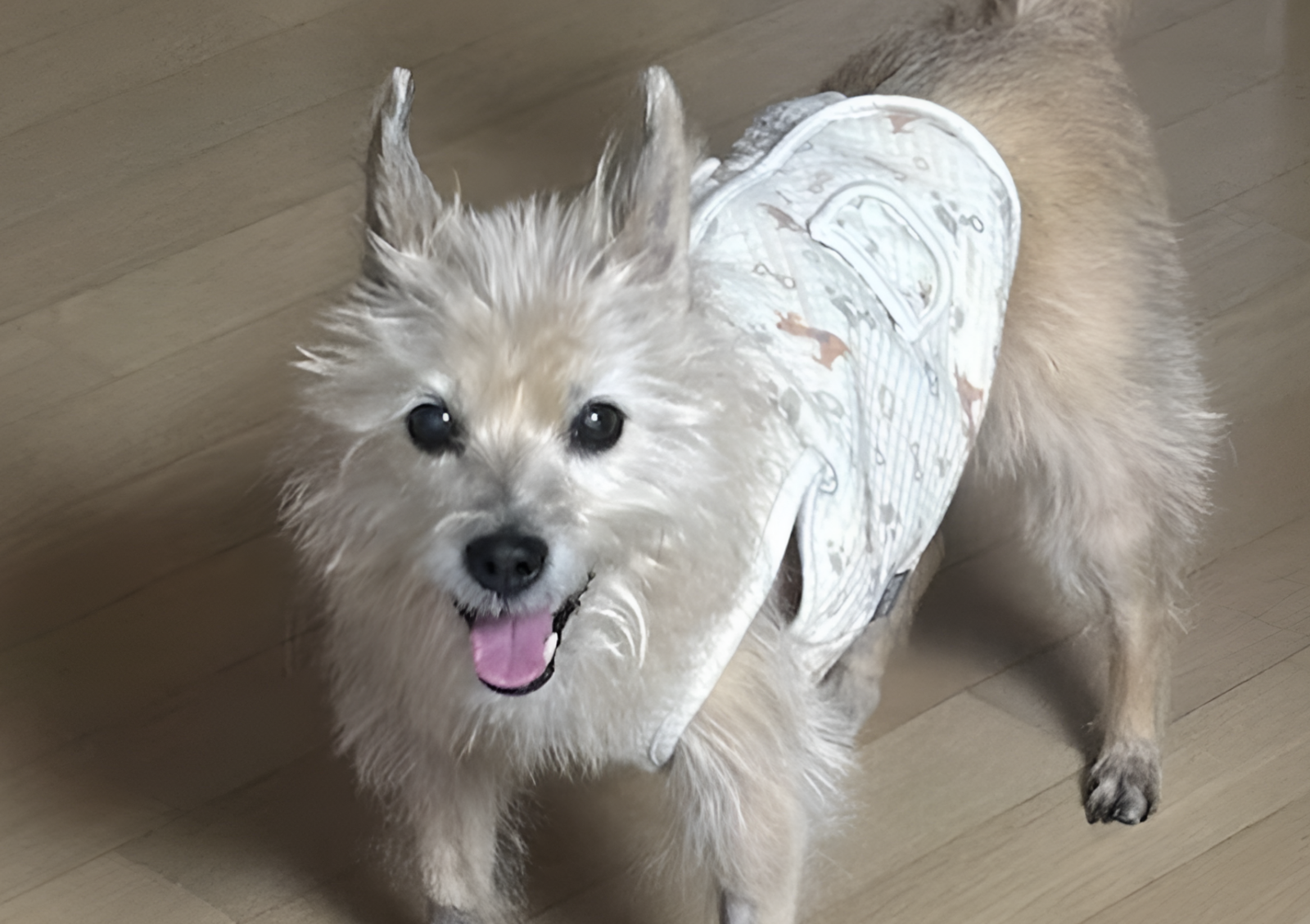 사진=고려동물메디컬센터 제공. 뉴스1