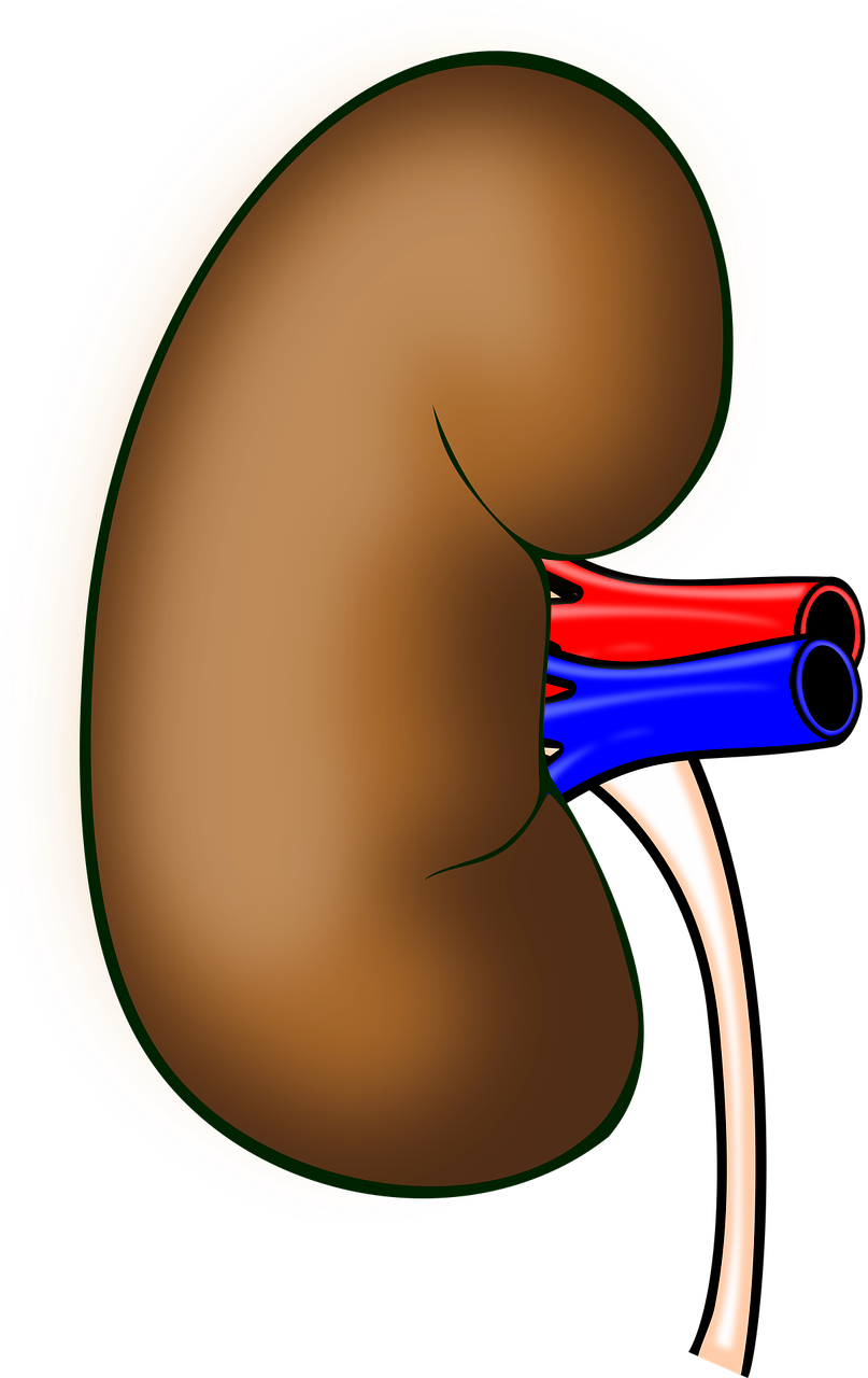 “성인 10명중 1명 만성콩팥병…정부가 치료비 일부 지원해야”