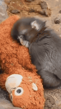 펀치가 원숭이 무리와 어울리지 못하고 오랑우탄 인형에 의지하는 모습. 틱톡 갈무리