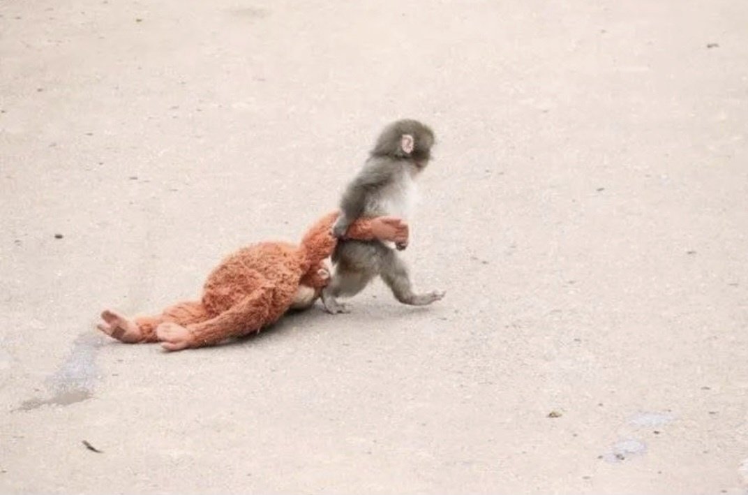 日 울린 ‘아기 원숭이’ 전 세계 응원 속…인형 품절·리셀까지