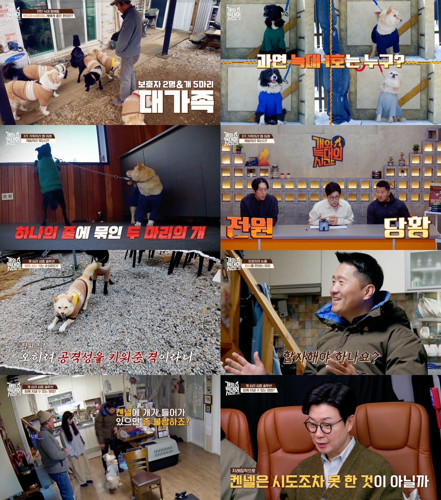 “제작진도 물렸다”…반려견 5마리 가정에 강형욱 특단 조치