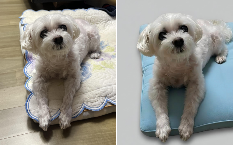 갤럭시S26 울트라 자체 사진 앱에는 생성형 인공지능(AI)사진 편집 기능이 추가됐다. 예를 들어 왼쪽 사진을 열고‘만들기’ 기능을 활용해 “강아지 뒤 배경을 단색으로 깔끔하게 바꾸고, 얘가 앉아 있는 방석 색도 하늘색으로 바꿔줘”라고 하자 5초 정도 만에 깔끔한 결과물이 나왔다. 이민아 기자 omg@donga.com