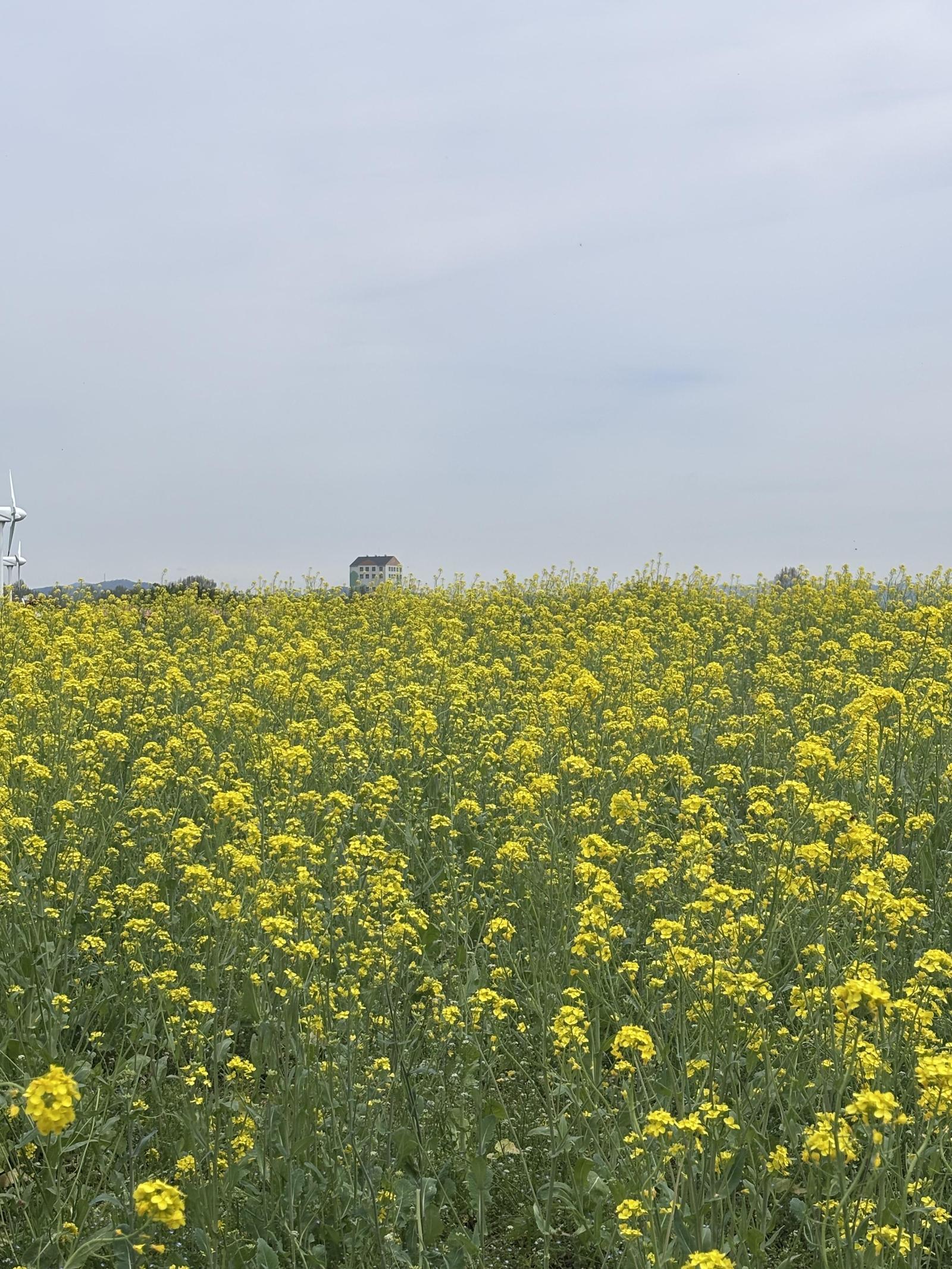 안성팜랜드 유채꽃밭. 황소영 기자 fangso@donga.com