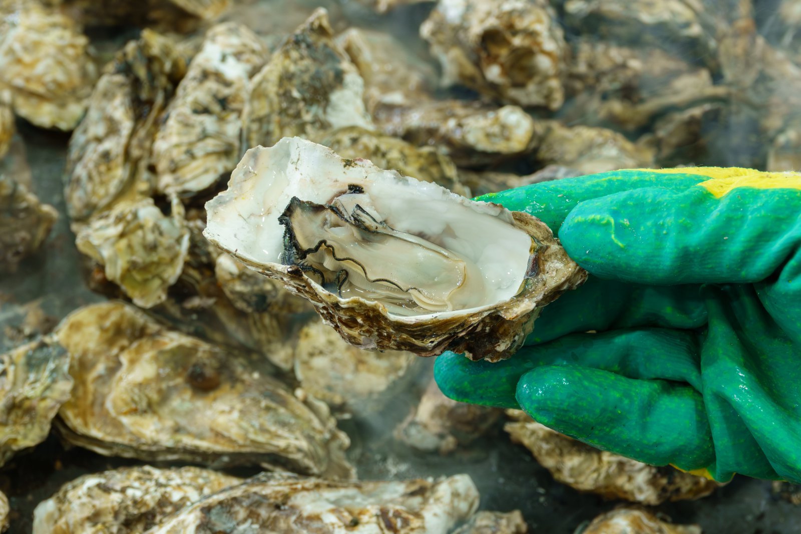 장흥 굴구이.  GNC21 제공