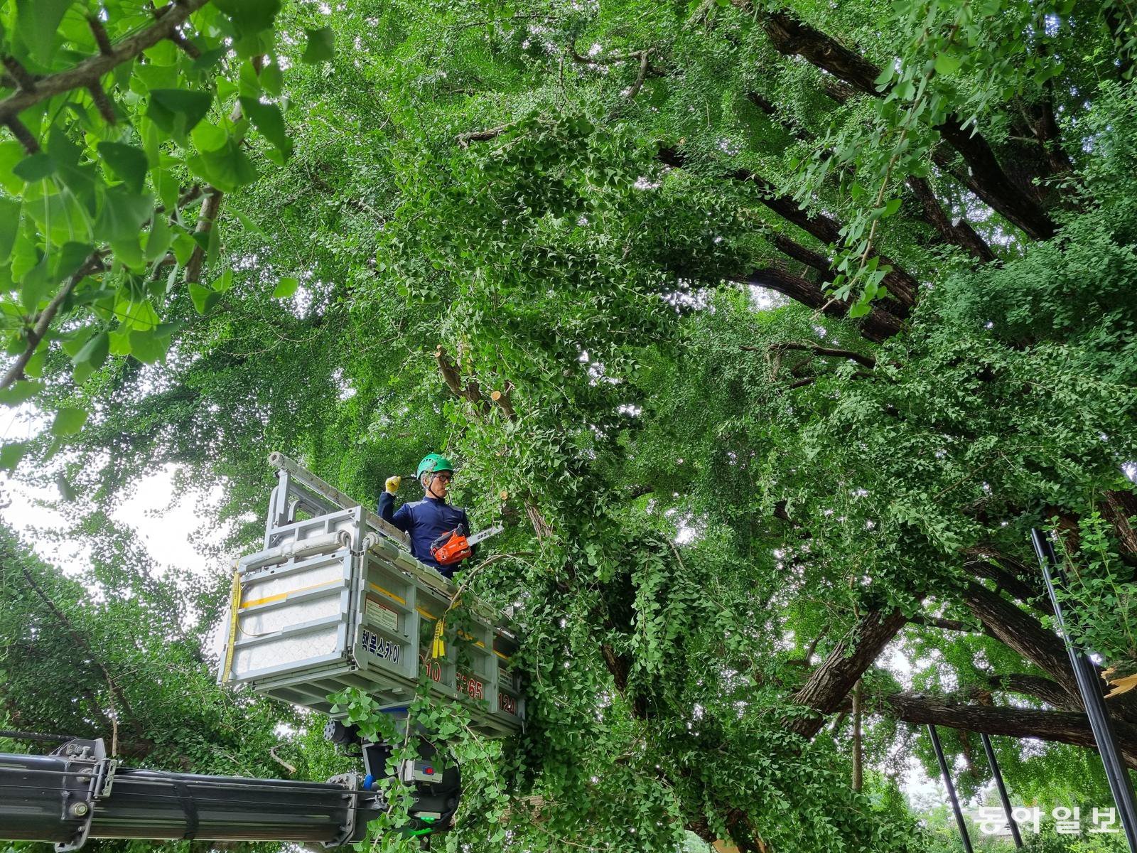 강원 원주 반계리 은행나무를 돌보고 있는 나무의사 오세견 씨.