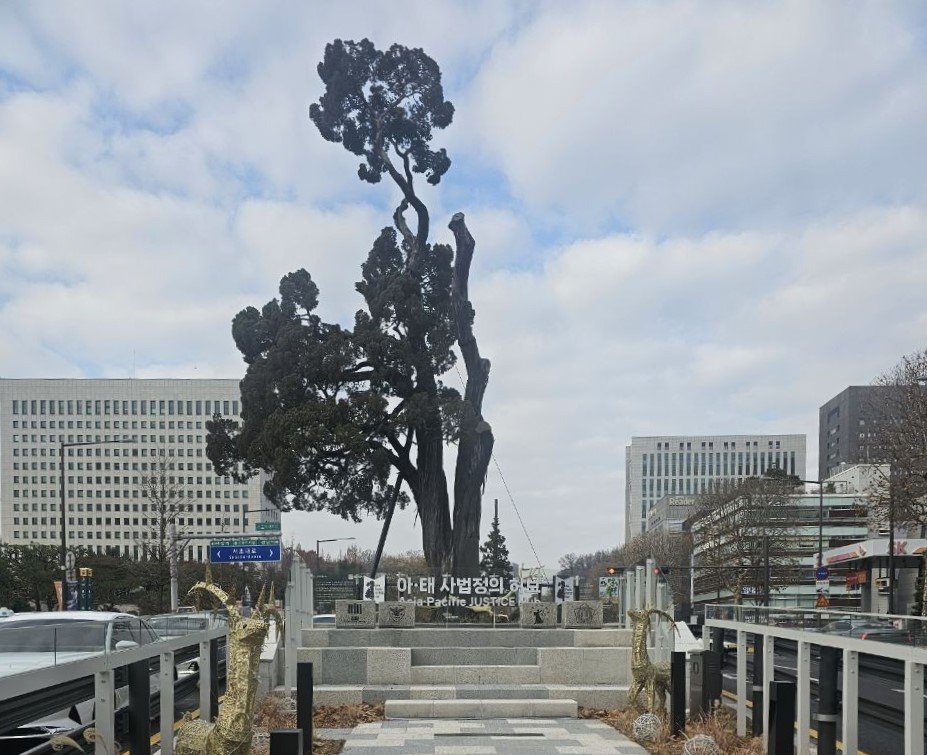 [서초구] 900살 ‘서초역 향나무’… 서초구 1호 향토유산