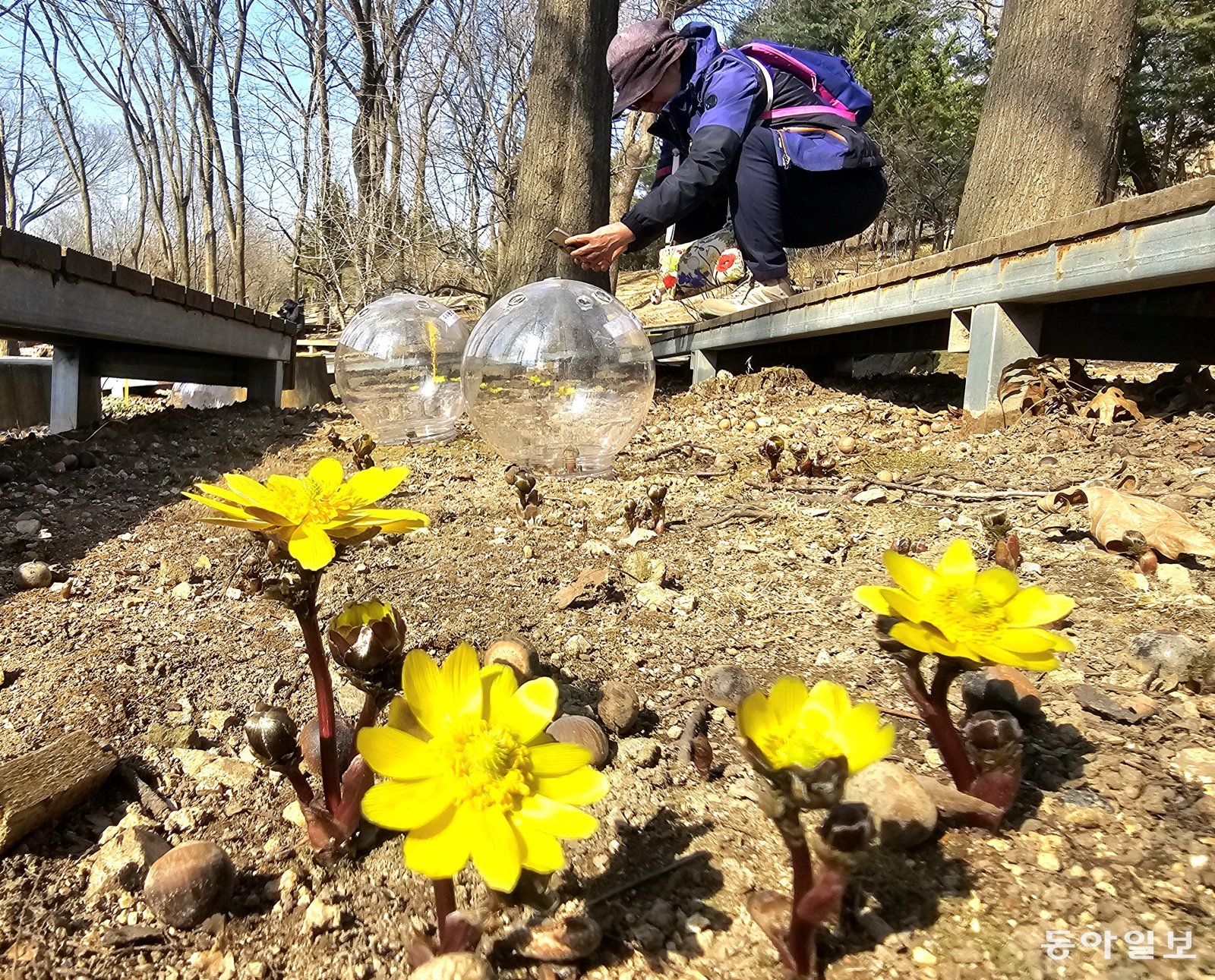 활짝 핀 복수초… 봄이 코앞에
