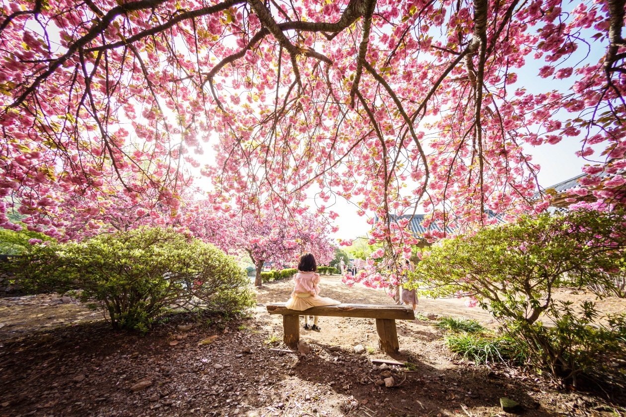 벚꽃-섬-미식까지… 전남 ‘남도한바퀴’ 봄 여행코스 출시