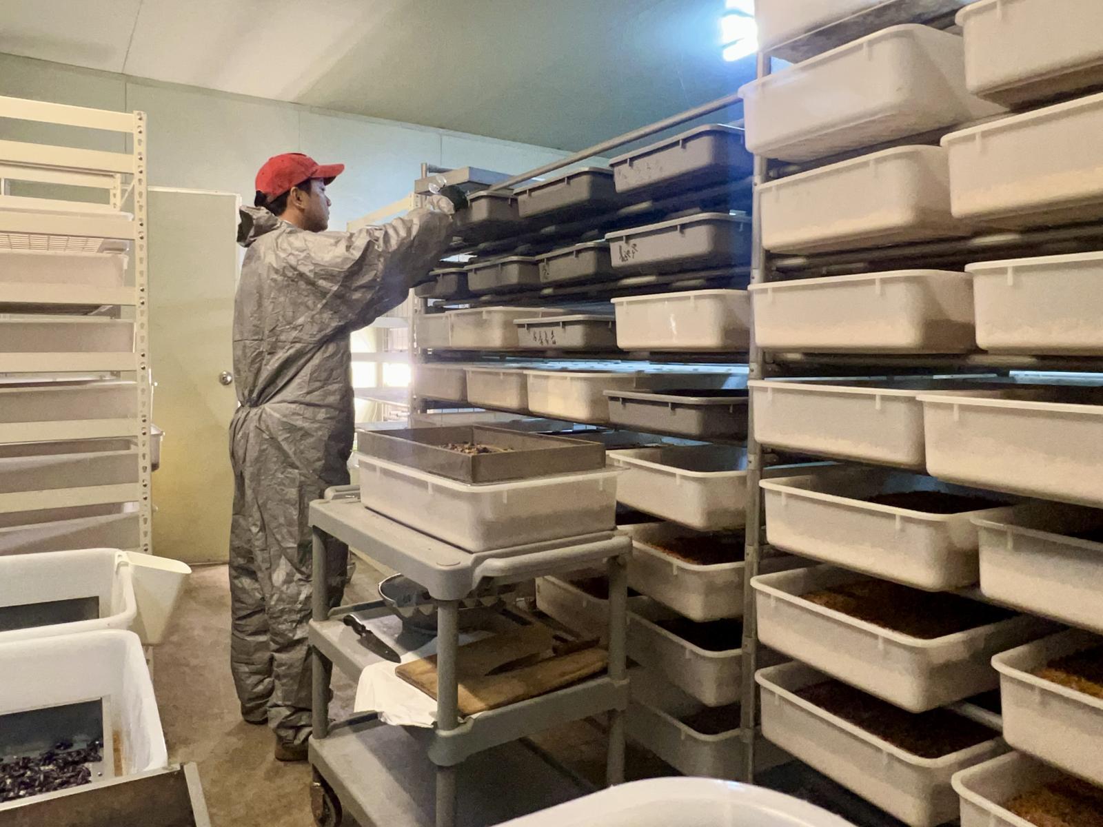 인천 옹진군 영흥도 니오타니곤충농장 사육장에서 오현석 대표가 고소애를 관리하고 있다. 니오타니곤충농장 제공