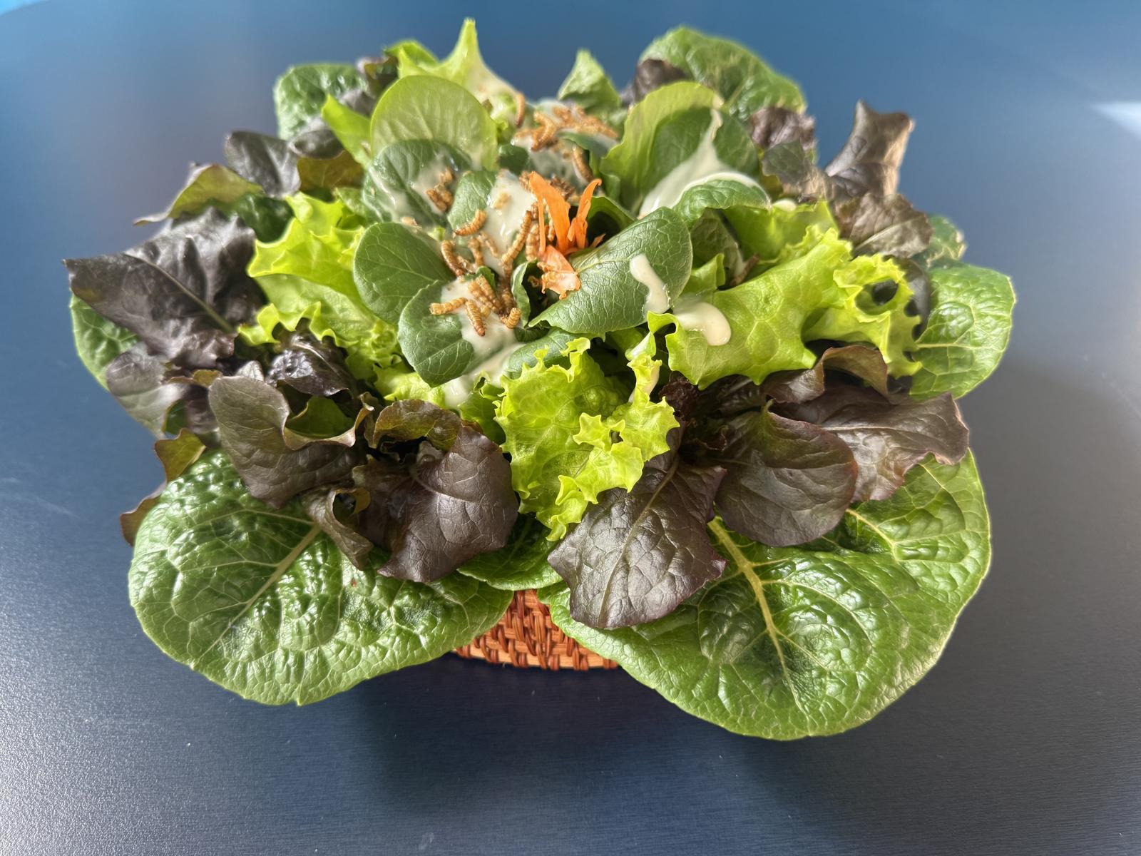 고소애가 유럽 상추를 갉아먹는 모습. 사료에 따라 고소애 성분도 달라진다. 성신에코팜 제공