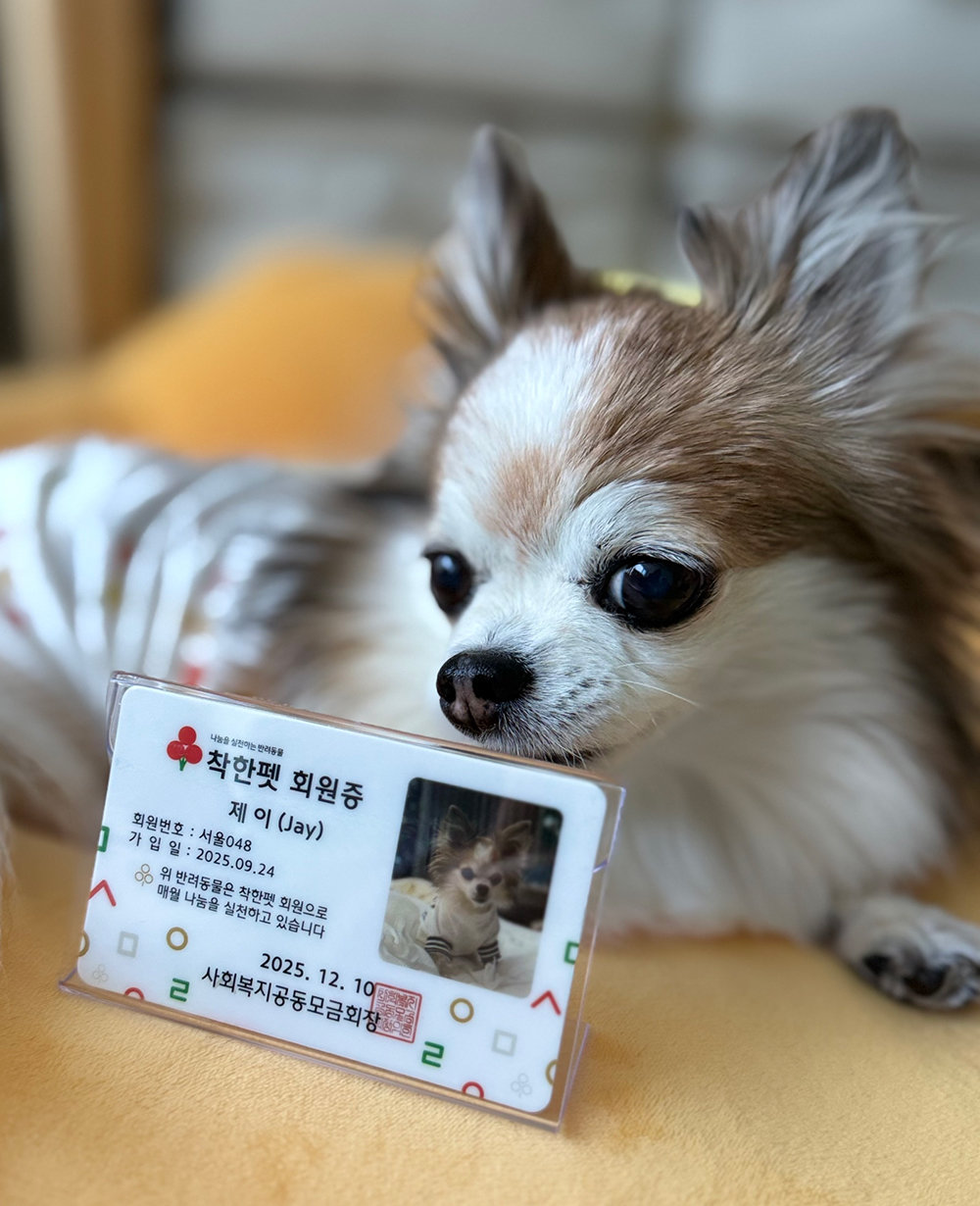 이효진 씨는 사랑의열매 사회복지공동모금회에 반려견 제이의 이름으로 정기 기부를 하고 있다. 제이가 기부 회원증과 함께 포즈를 취하고 있다. 이효진 씨 제공