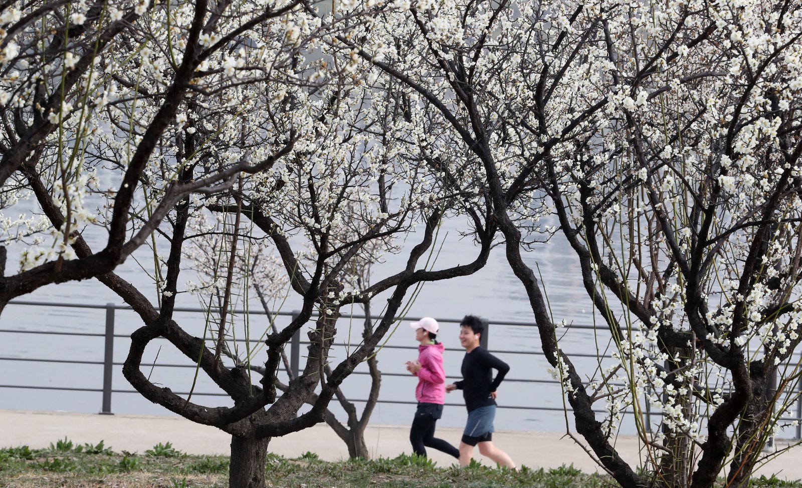 서울 한강공원에서 매화꽃 사이로 시민들이 러닝을 하고 있다. 뉴스1