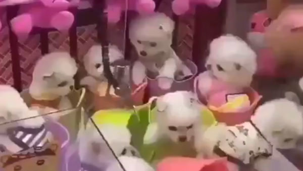 과거 논란이 된 인형뽑기 기계 속 ‘살아있는 강아지’. 페타(PETA)
