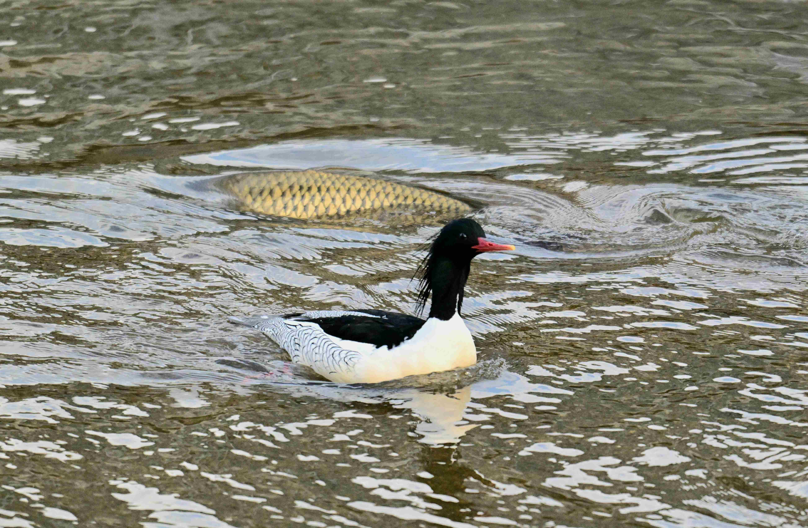 중랑천…청계천 합류부에서 발견된 호사비오리 수컷. 성동구는 최근 이곳에서 호사비오리 3개체가 먹이활동과 휴식을 하는 모습을 확인했다. 성동구 제공