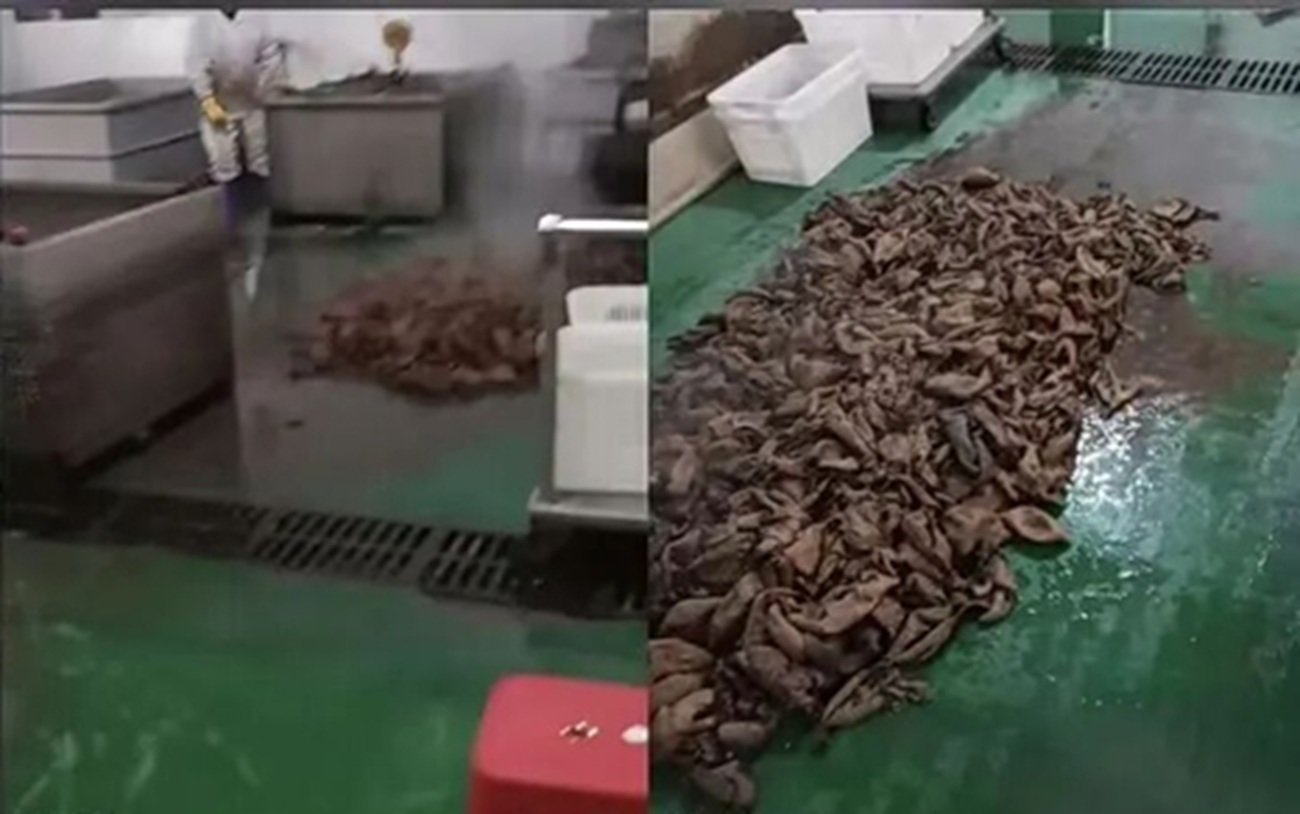 중국식품부에 공개된 영상에는 지저분한 작업장 바닥에 육류를 쌓아두는 등 비위생적인 제조 환경이 고스란히 담겼다. 사진=웨이보 갈무리