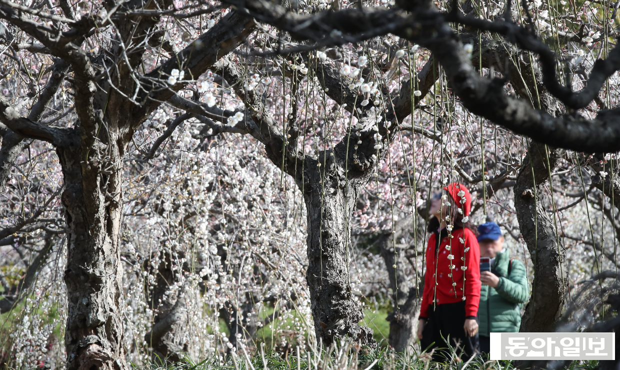 지난 2월 매화꽃이 핀 제주도 서귀포시 모습. 대호황인 서울 호텔과 달리 제주 호텔시장은 여전히 찬바람이 불고 있다. 뉴시스