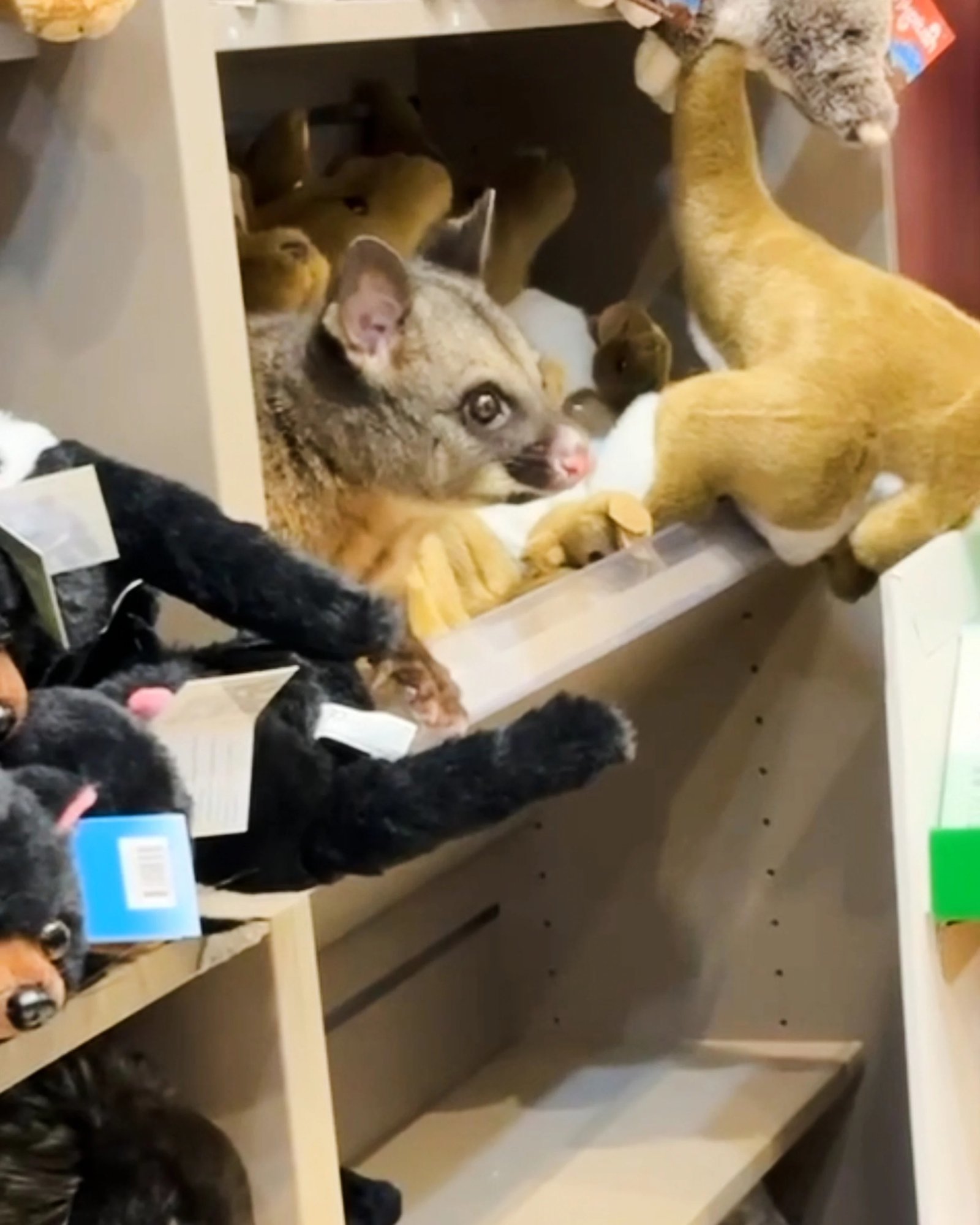 ‘인형 사이에 진짜 동물이?’…호주 공항에 나타난 ‘작은 손님’